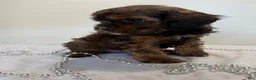 Cavapoo dogs for sale: Coffee Cavapoo  - Ad 4
