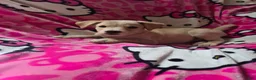 Mixed Breed dogs for sale: Mixed Breed Puppy 1 - Ad 1