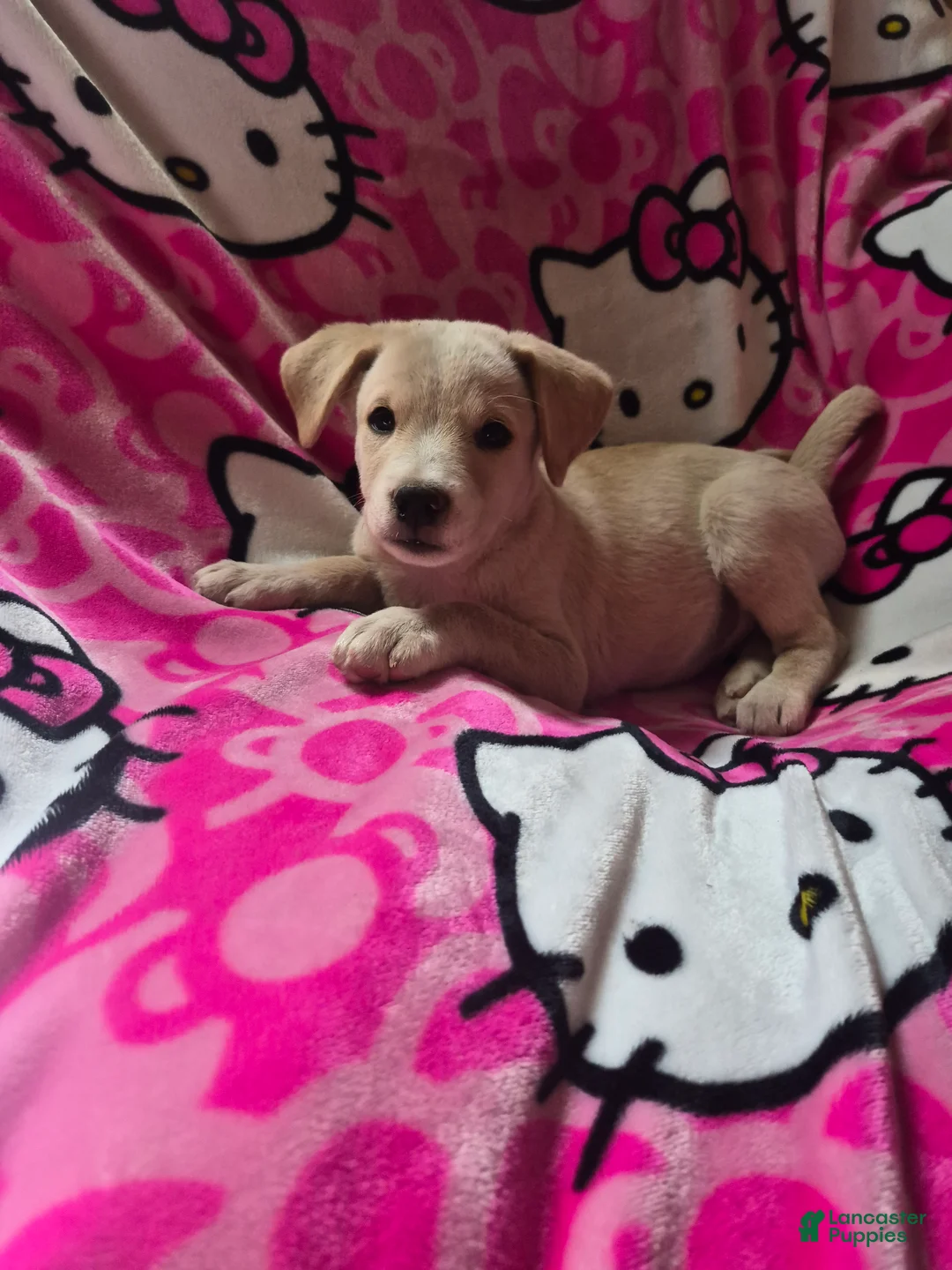 Mixed Breed dogs for sale: Mixed Breed Puppy 1 - Ad 1
