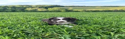 Australian Shepherd dogs for sale: Honey - Ad 2