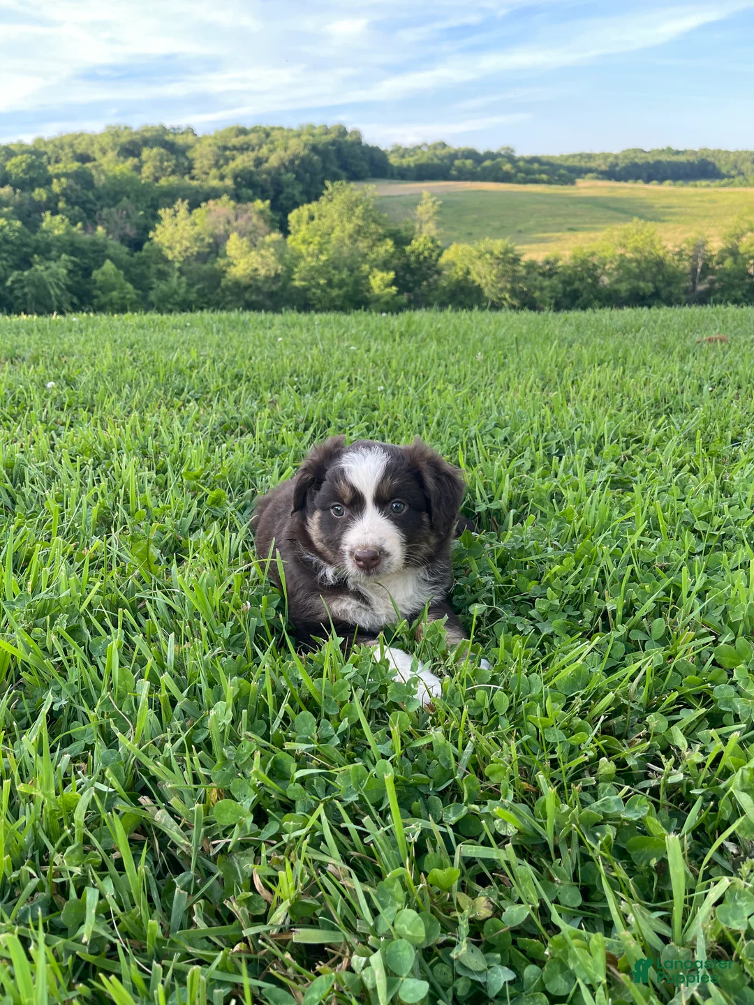 Australian Shepherd dogs for sale: Honey - Ad 2