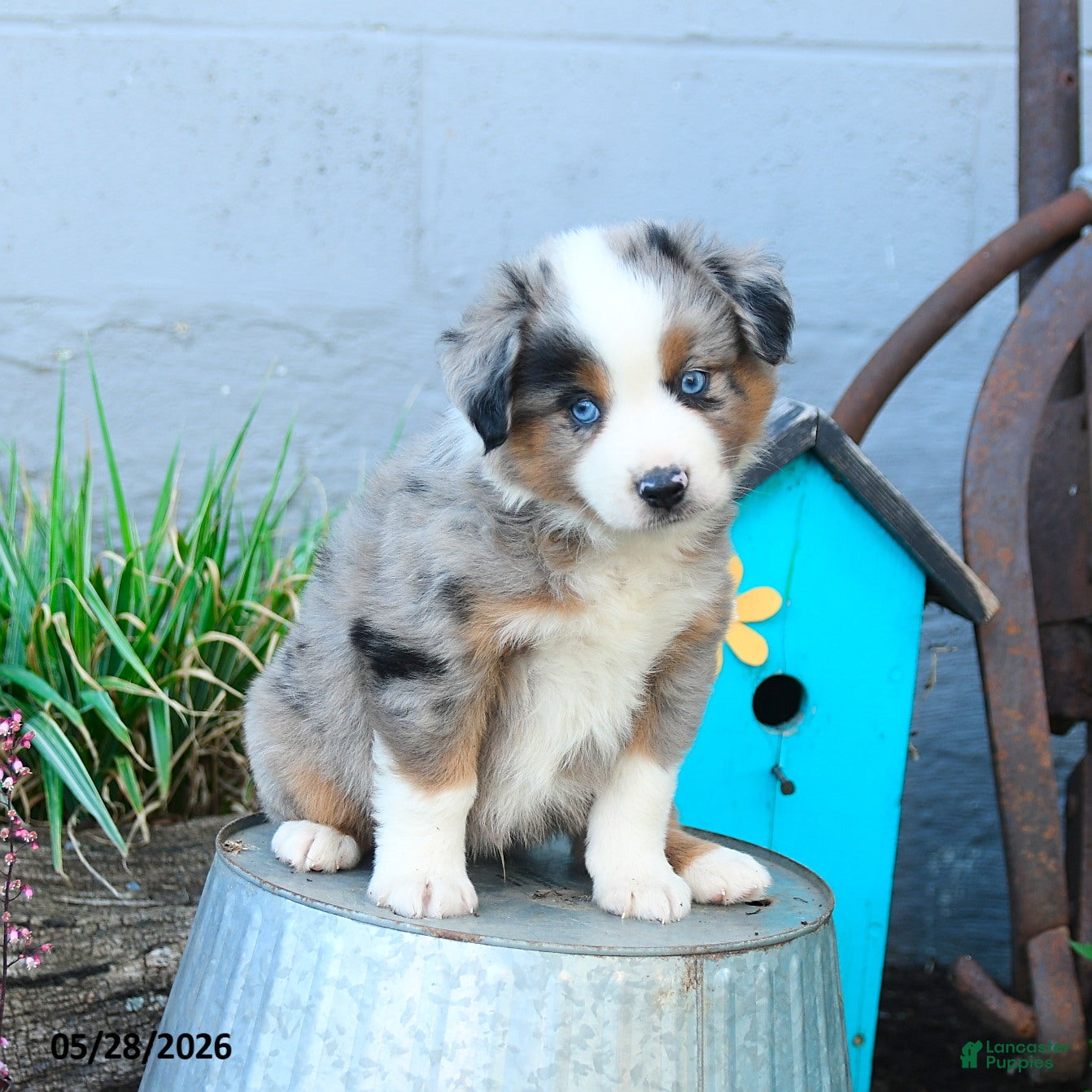 Miniature Australian Shepherd dogs Peter - Ad 2