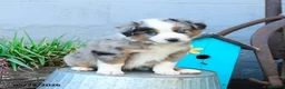 Miniature Australian Shepherd dogs for sale: Peter - Ad 2