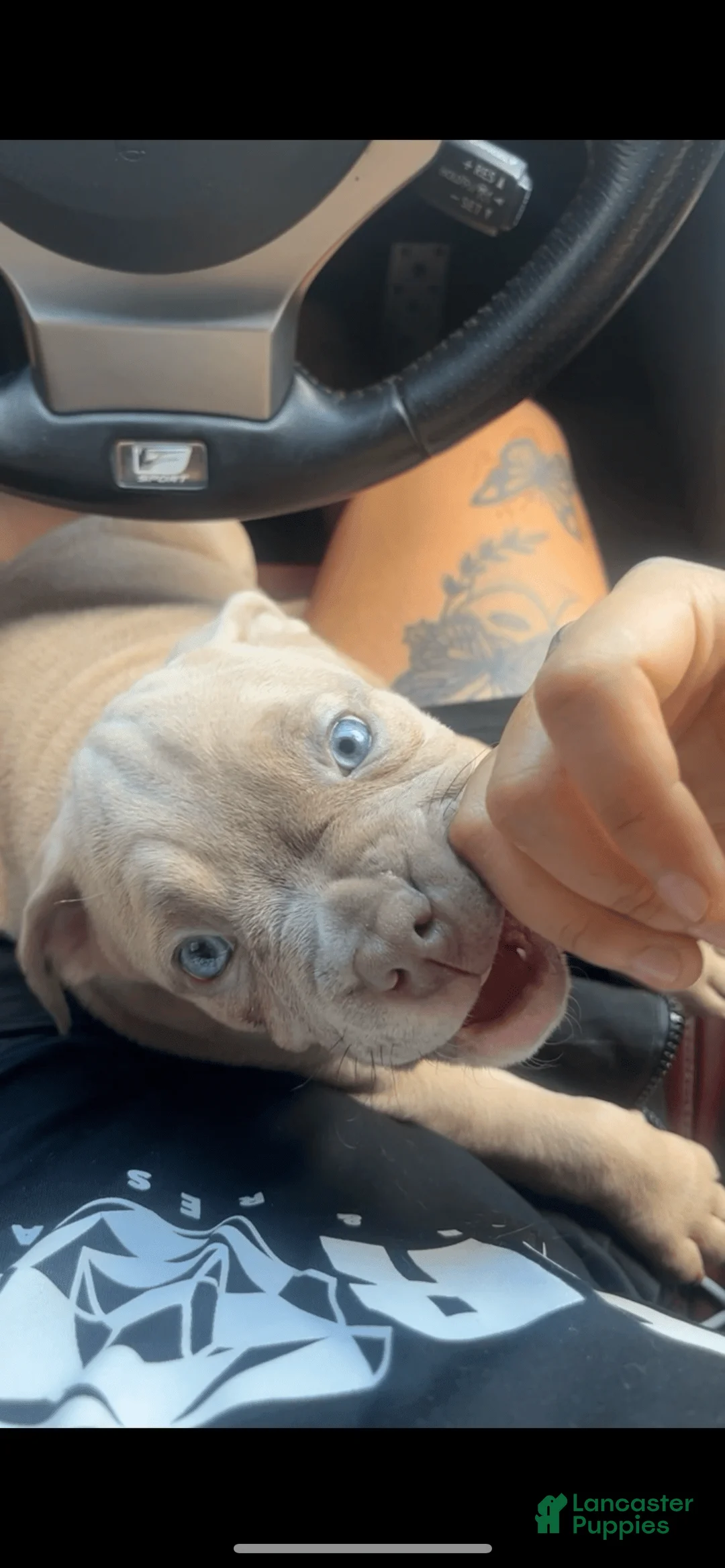 Gallery Image {{count}}