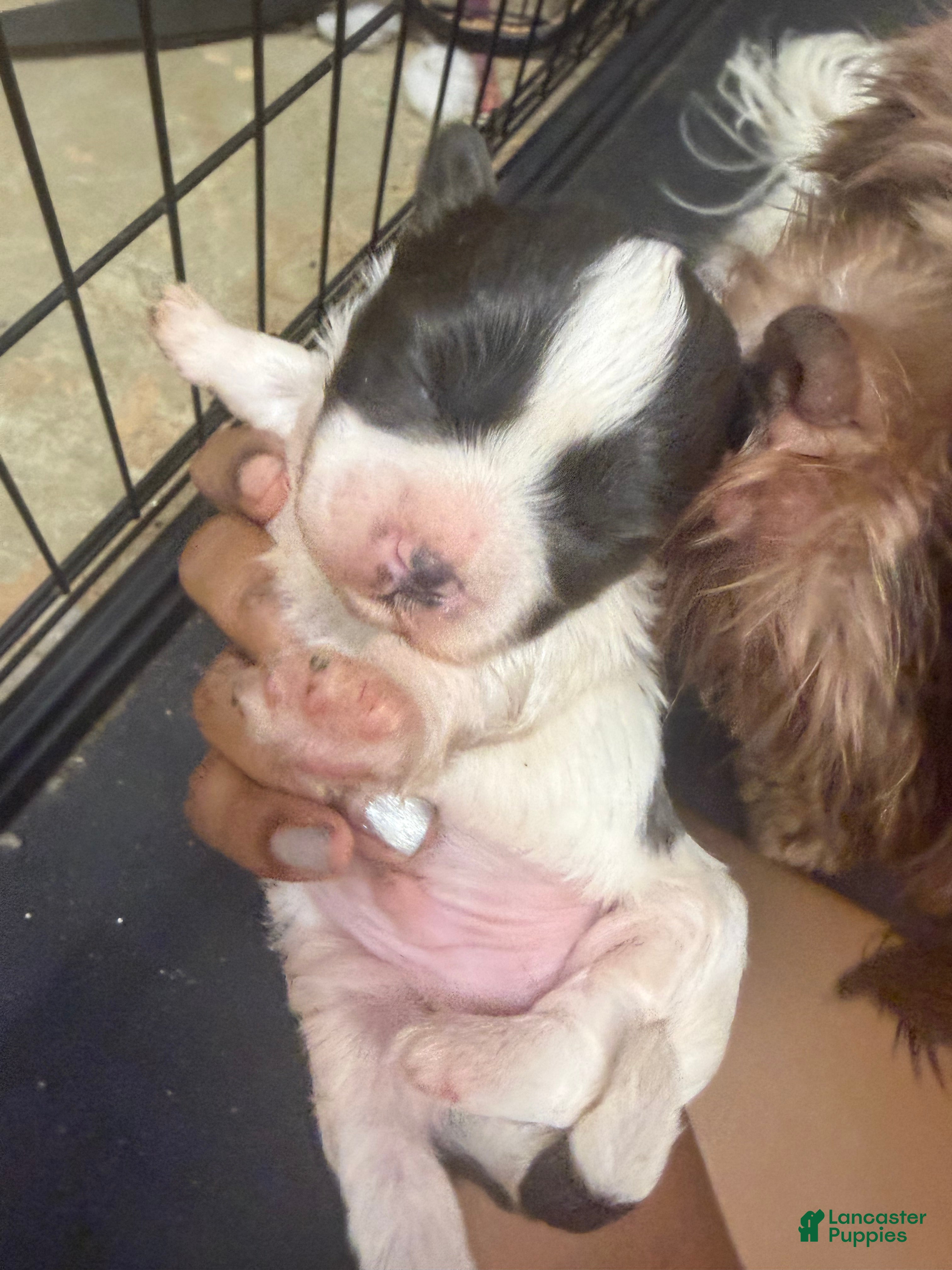 Mixed Breed dogs Prince - Ad 16