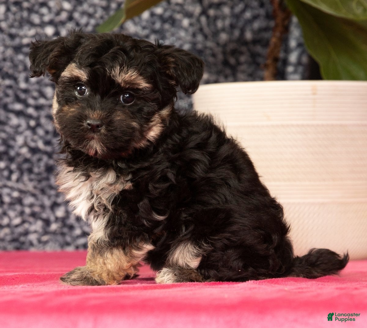 Havapoo dogs Gina - Ad 2