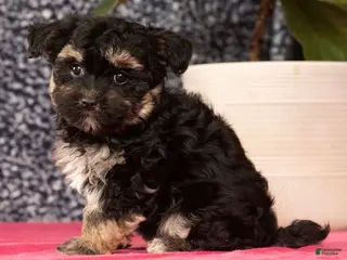 Havapoo dogs Gina - Ad 2