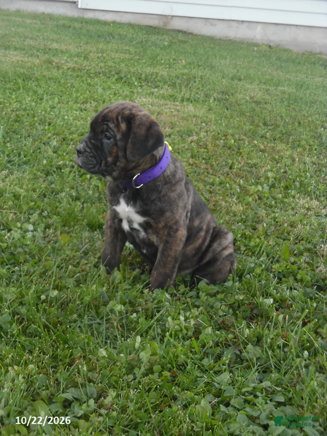 Cane Corso dogs for sale: Archer - Ad 3