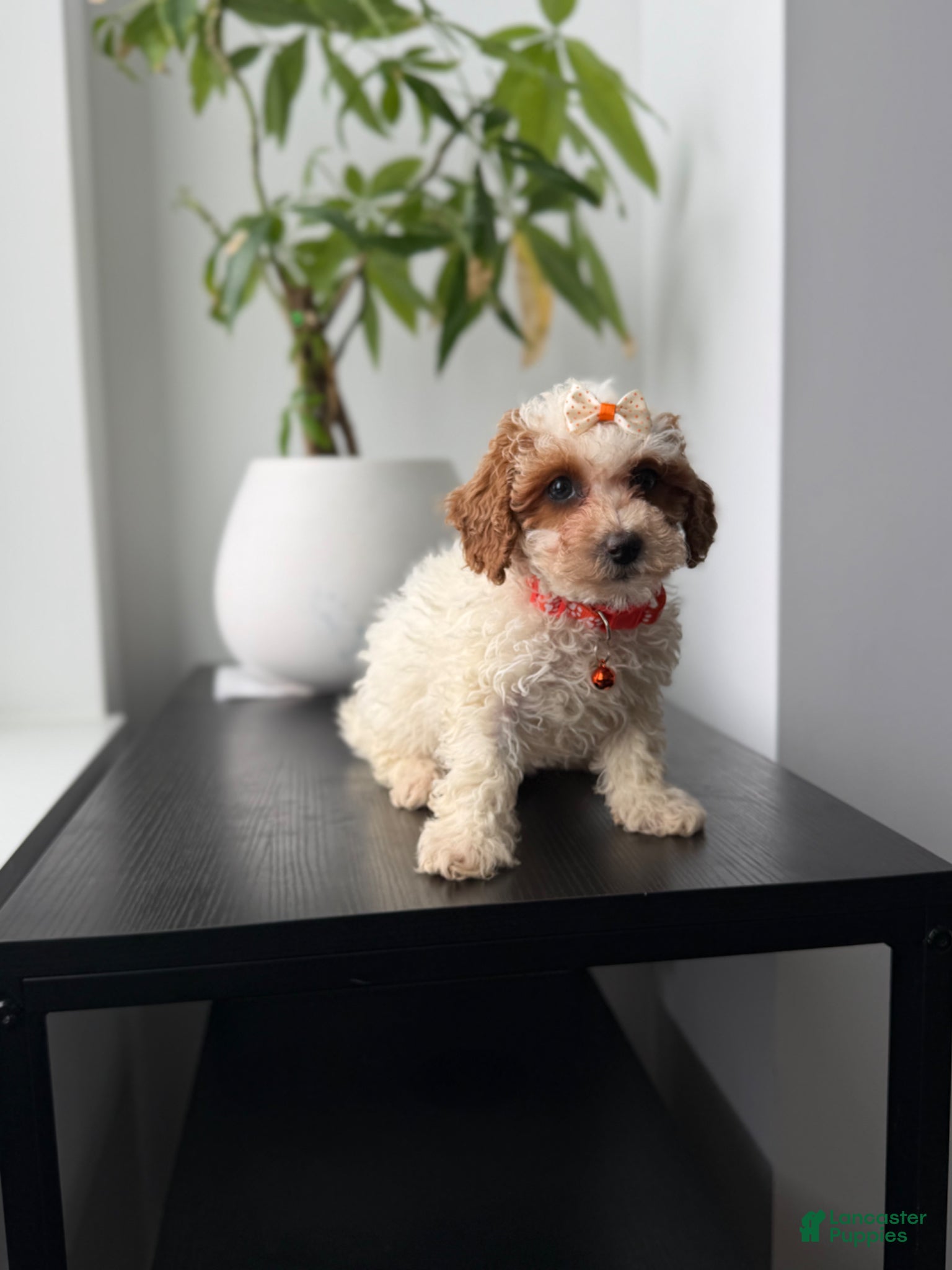 Toy Poodle dogs Tanya - Ad 7