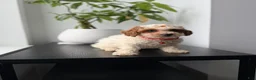 Toy Poodle dogs for sale: Tanya - Ad 1