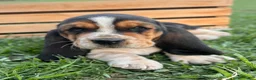 Basset Hound dogs for sale: Madeline - Ad 8