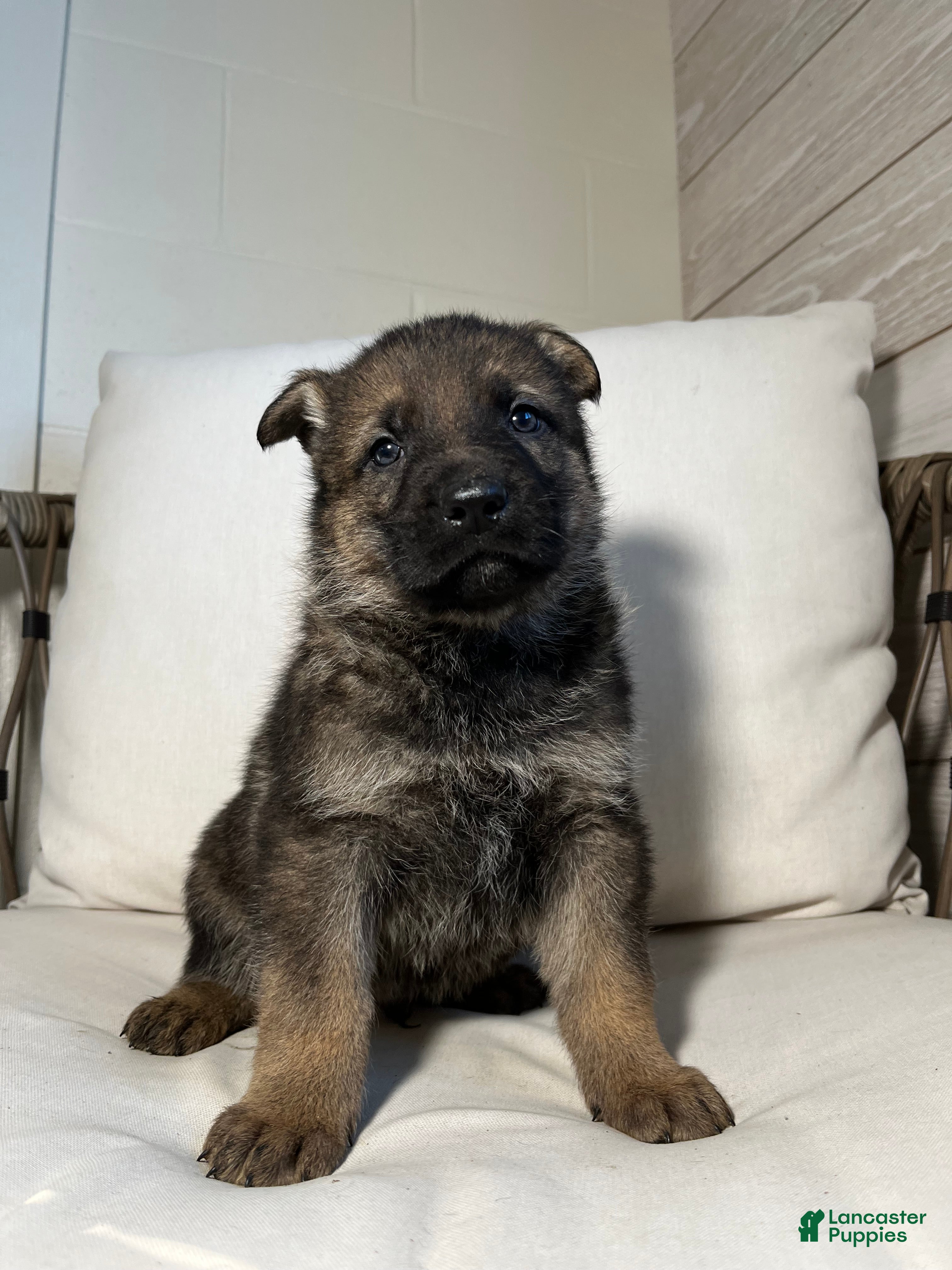 German Shepherd dogs Wayde - Ad 19
