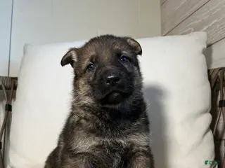 German Shepherd dogs Wayde - Ad 19