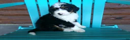 Mini Bernedoodle dogs for sale: Bryson - Ad 6