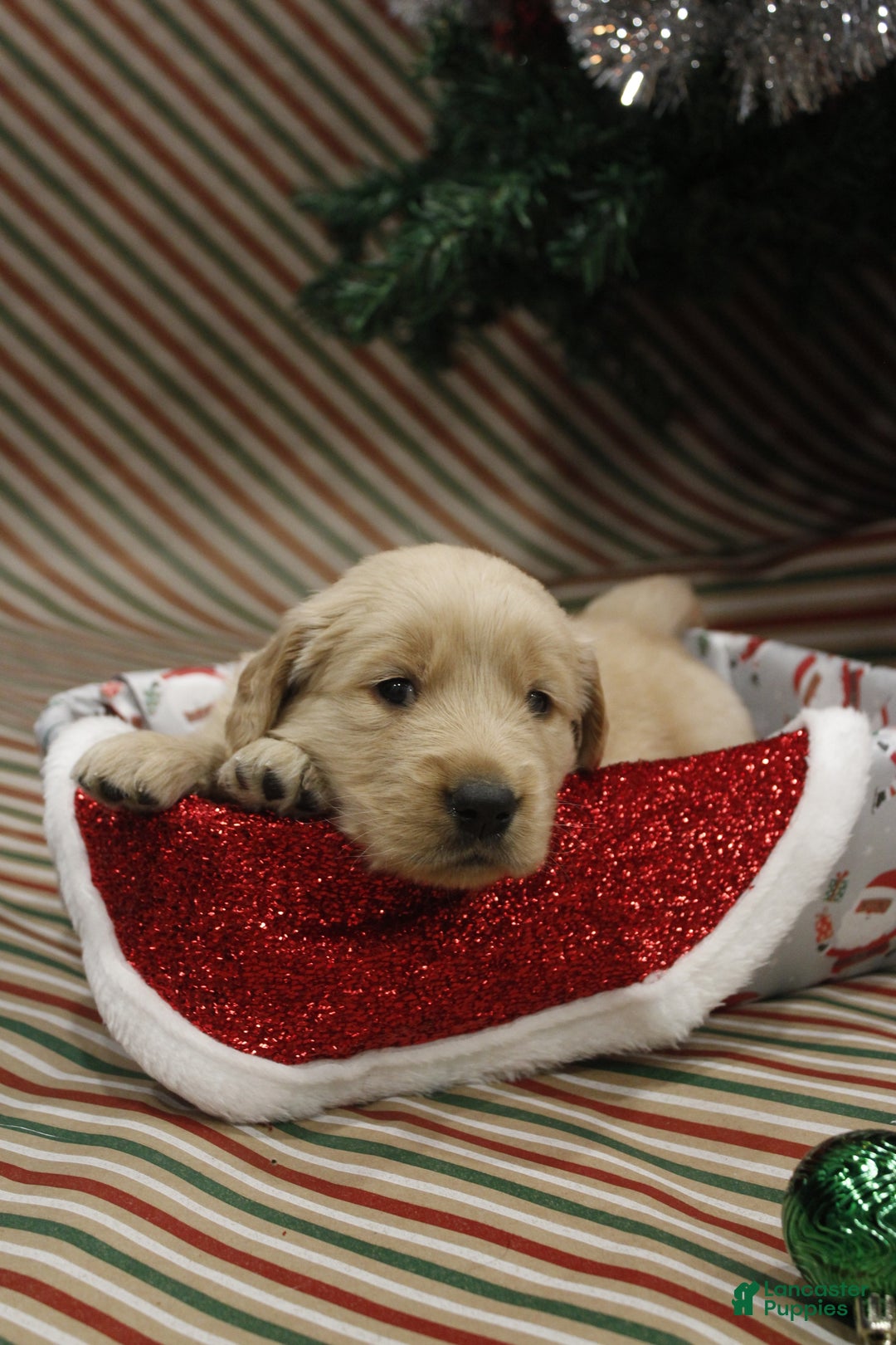 Golden Retriever dogs for sale: Rudolph  - Ad 2