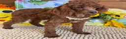 Toy Poodle dogs for sale: Lottie - Ad 2