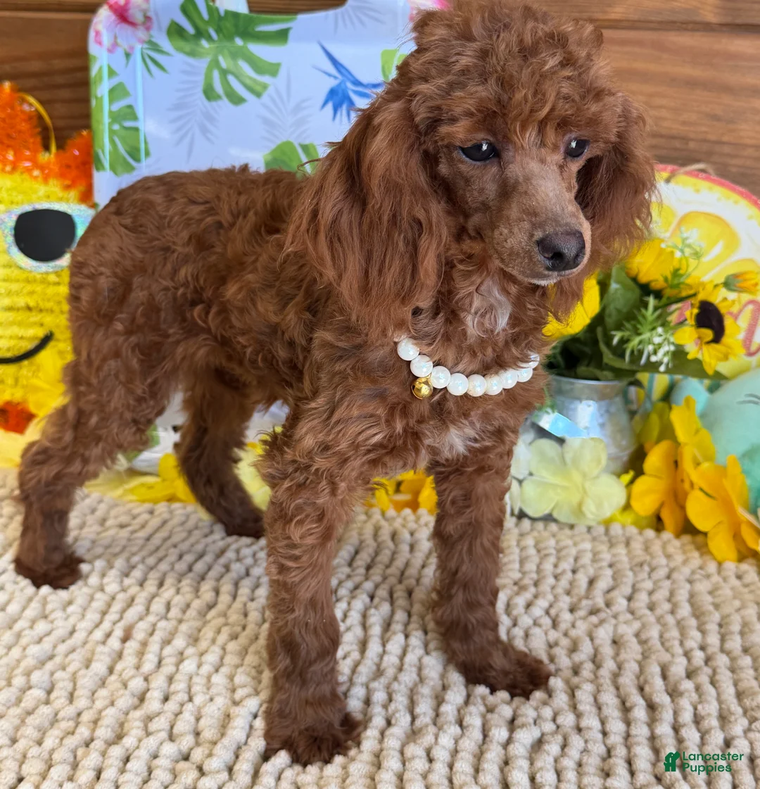 Toy Poodle dogs for sale: Lottie - Ad 2