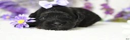 Toy Poodle dogs for sale: Hazel  - Ad 2