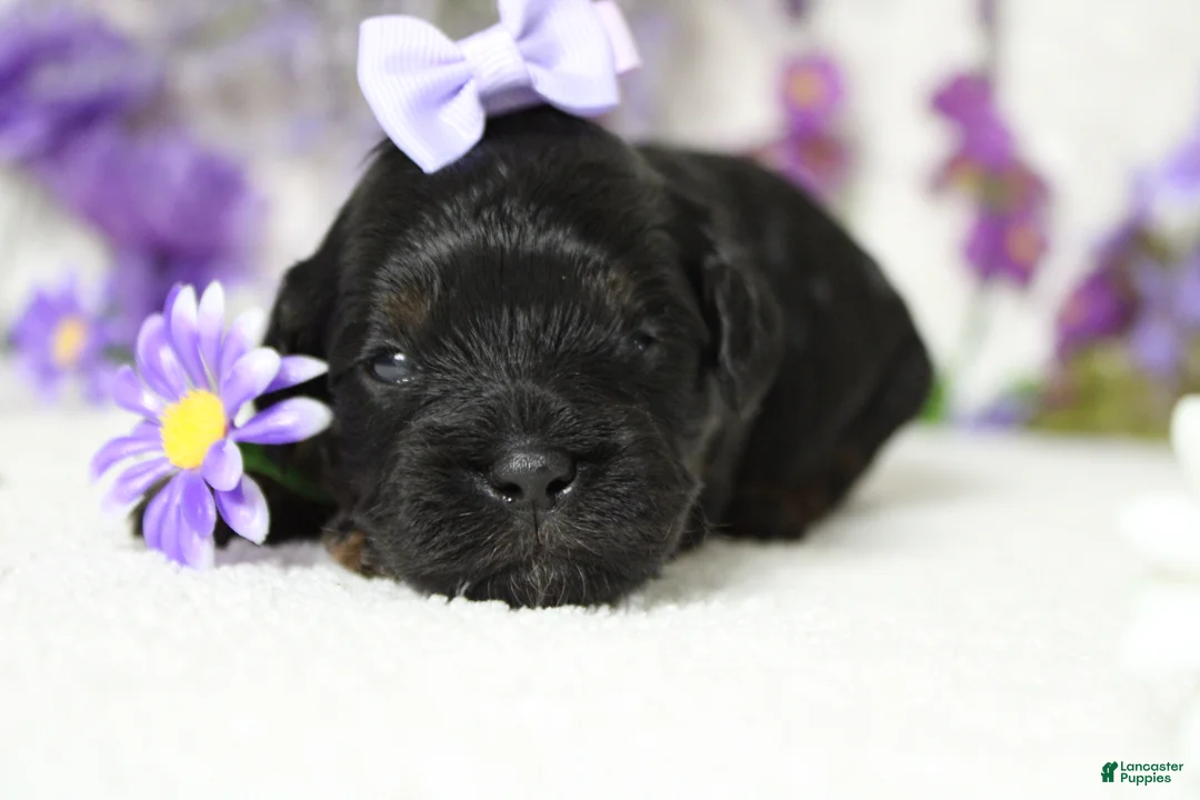 Toy Poodle dogs for sale: Hazel  - Ad 2
