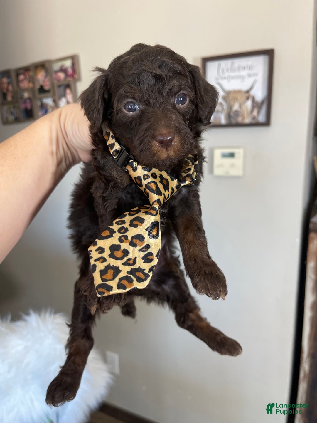Miniature Poodle dogs for sale: Akc Clear Chocolate Phantom  - Ad 11