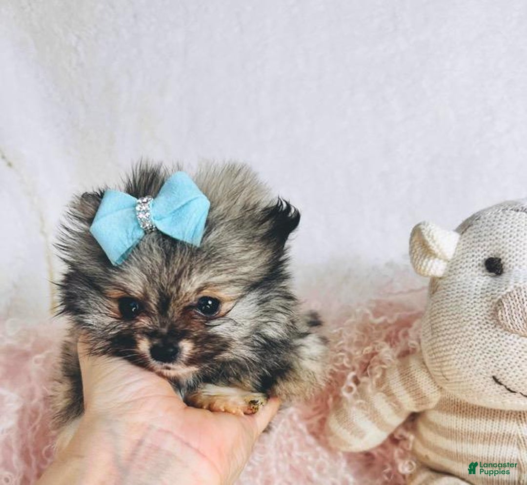 Pomeranian dogs for sale: Teacup Pomeranian Puppy 1 - Ad 4