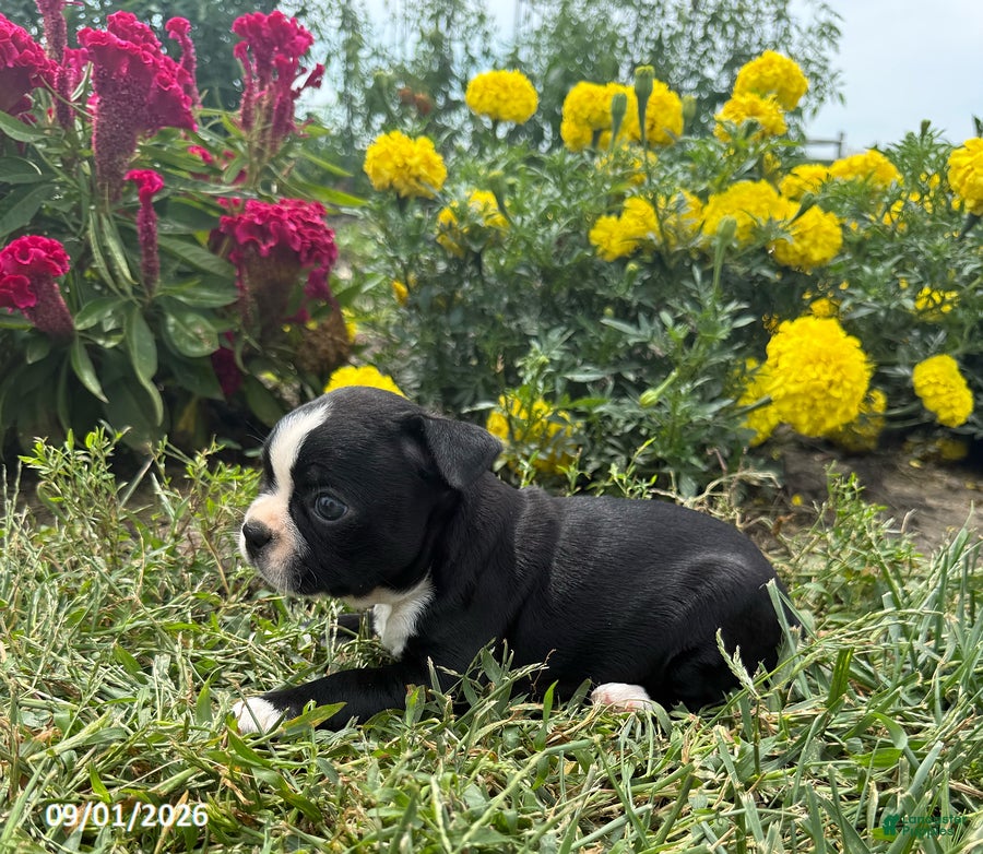 Boston Terrier dogs Tracy - Ad 2