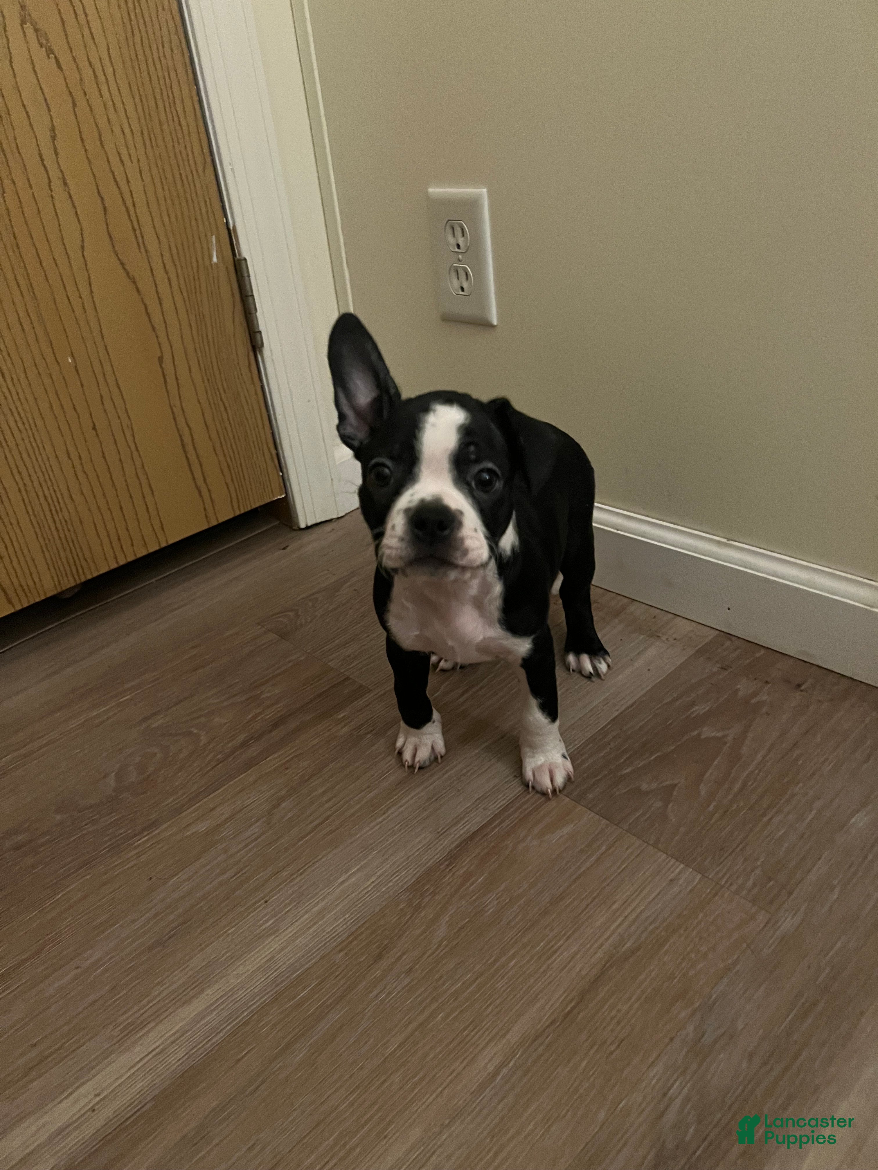Boston Terrier dogs Olive - Ad 41