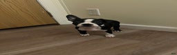 Boston Terrier dogs for sale: Olive - Ad 1