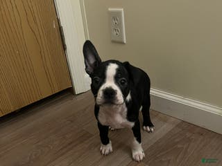 Boston Terrier dogs Olive - Ad 30