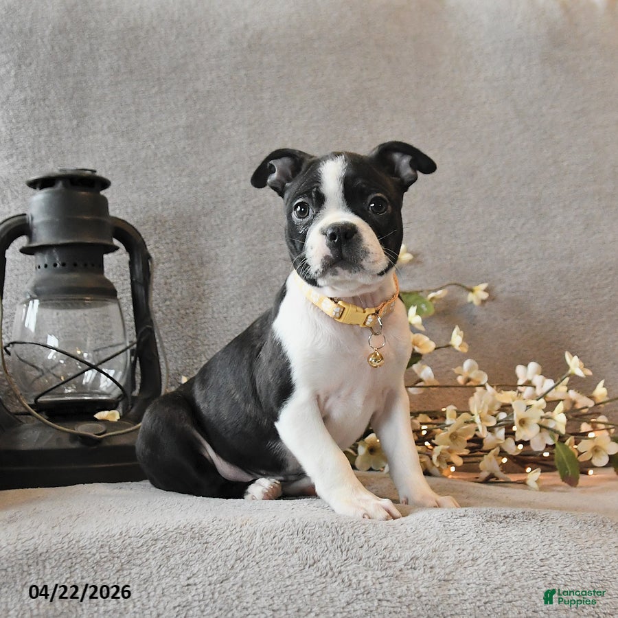 Boston Terrier dogs Roxie - Ad 1