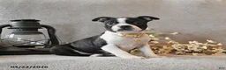 Boston Terrier dogs for sale: Roxie - Ad 1