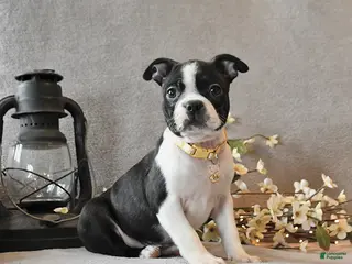 Boston Terrier dogs for sale: Roxie - Ad 1