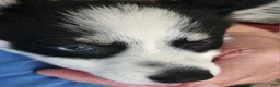 Pomsky dogs for sale: Pomsky 2 - Ad 5
