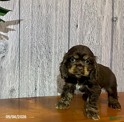 Cocker Spaniel dogs for sale: Ashley - Ad 2