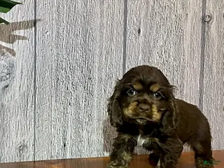 Cocker Spaniel dogs for sale: Ashley - Ad 2