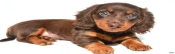 Dachshund dogs for sale: Gracie - Ad 6
