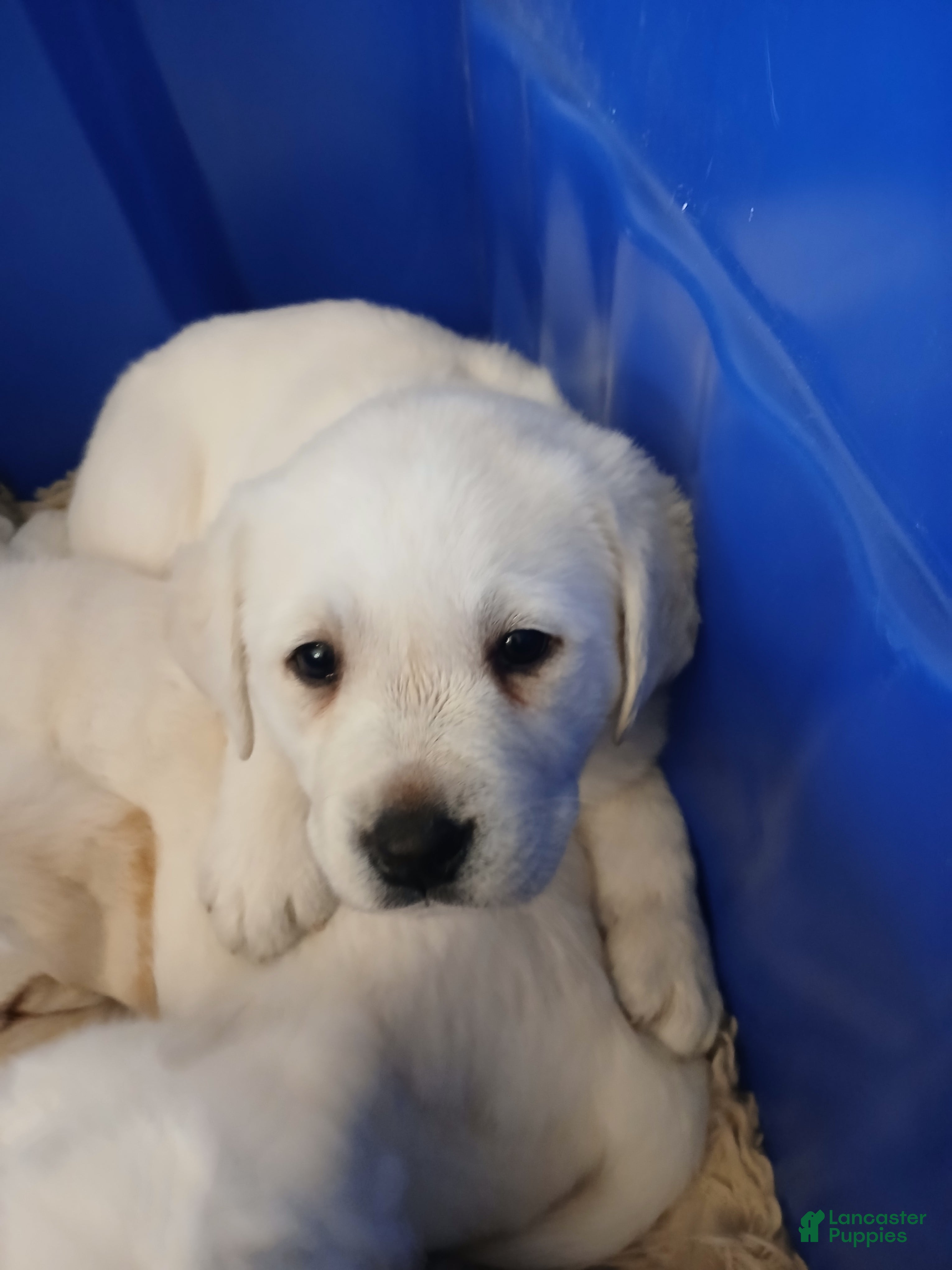 Labrador Retriever dogs Cali - Ad 1