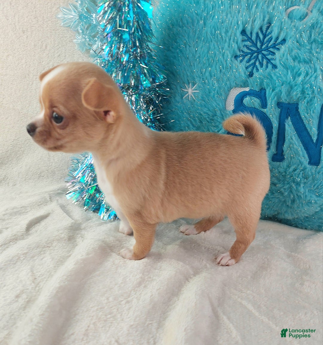 Chihuahua dogs for sale: Linus - Ad 5
