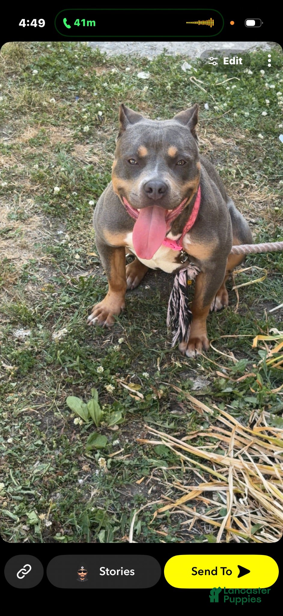 American Bully dogs American Bully 1 - Ad 24