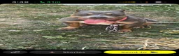 American Bully dogs for sale: American Bully 1 - Ad 1