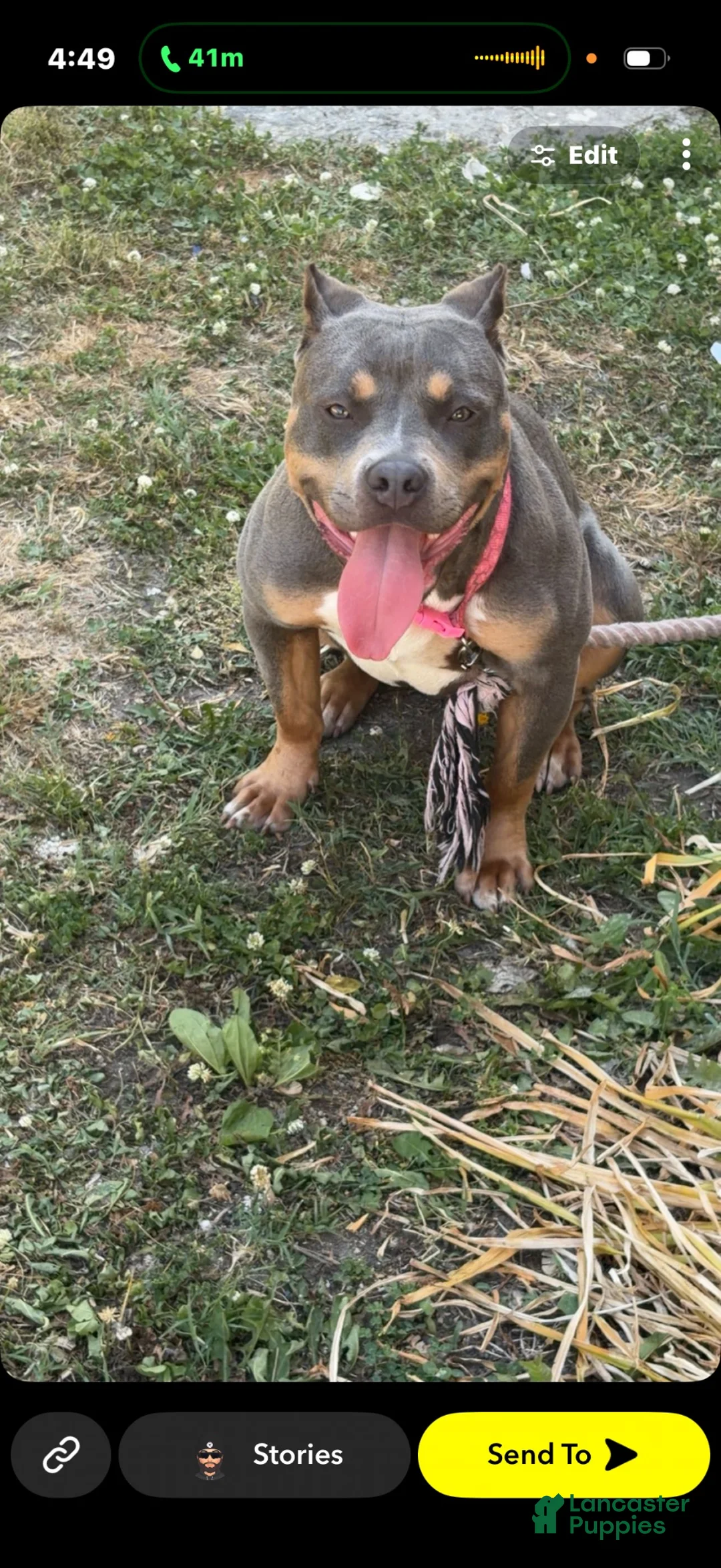American Bully dogs for sale: American Bully 1 - Ad 1