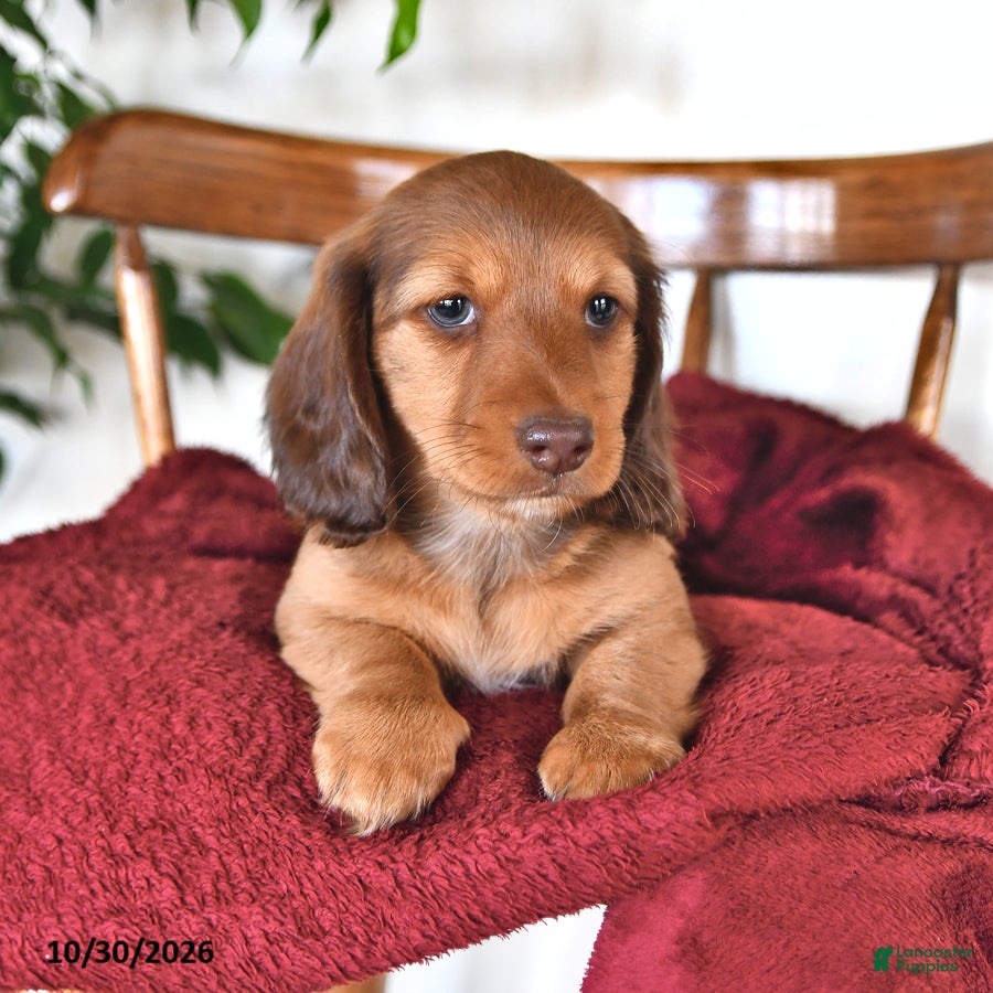 Miniature Dachshund dogs for sale: Hunter - Ad 1