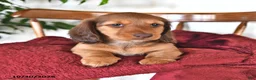 Miniature Dachshund dogs for sale: Hunter - Ad 1