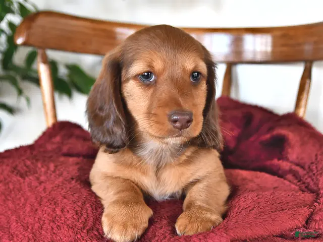 Miniature Dachshund dogs for sale: Hunter - Ad 1