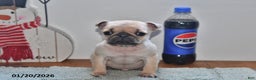 Pug dogs for sale: Beaula - Ad 4