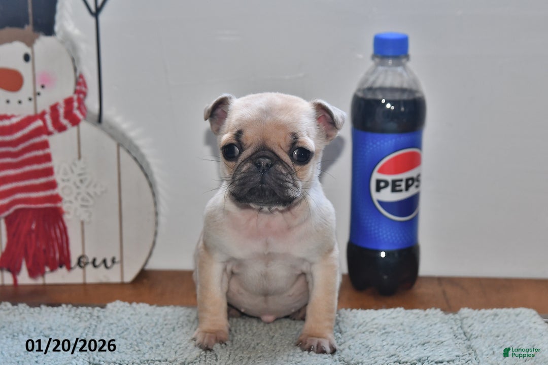 Pug dogs for sale: Beaula - Ad 4