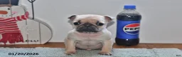 Pug dogs for sale: Beaula - Ad 9