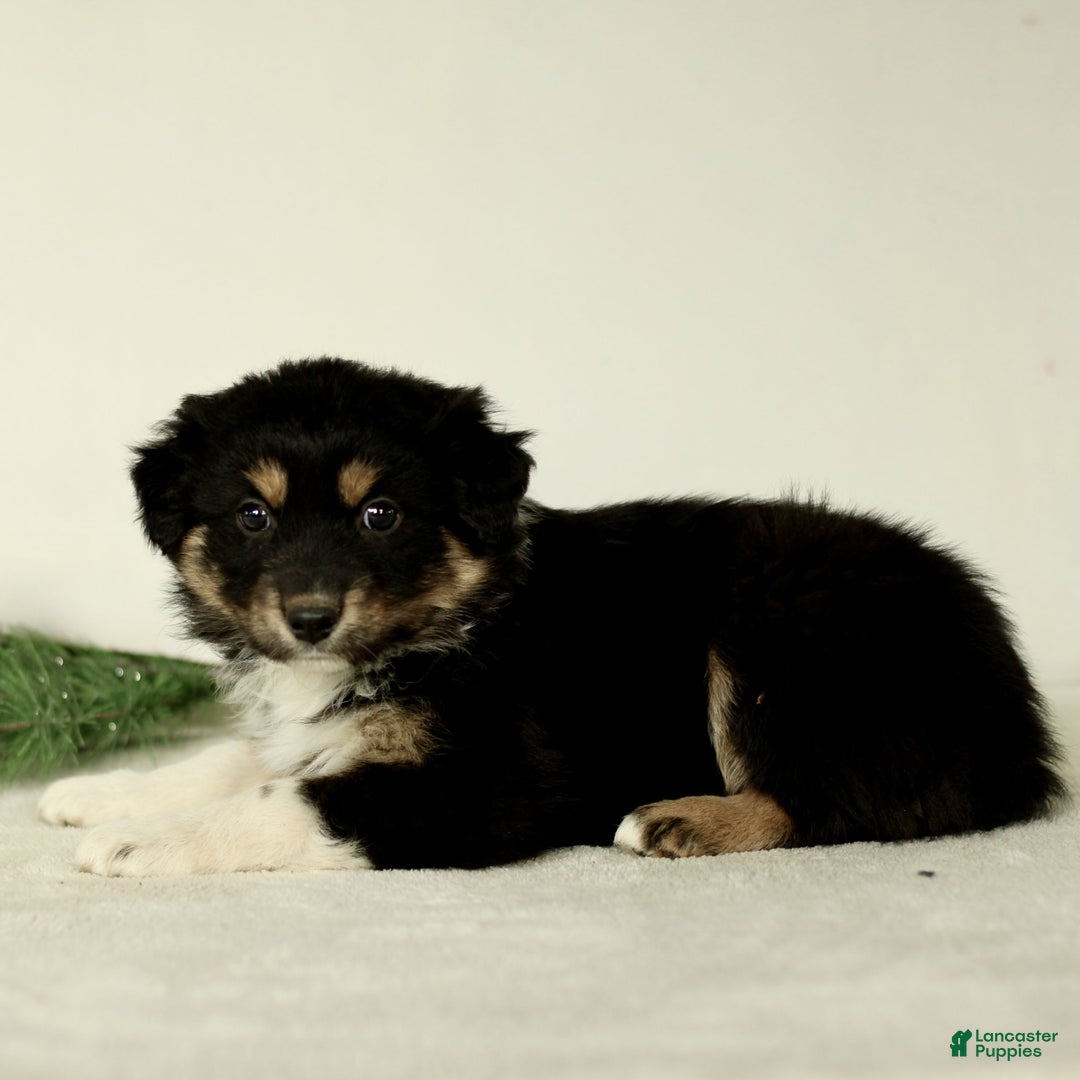 Australian Shepherd dogs for sale: Georgia  - Ad 3