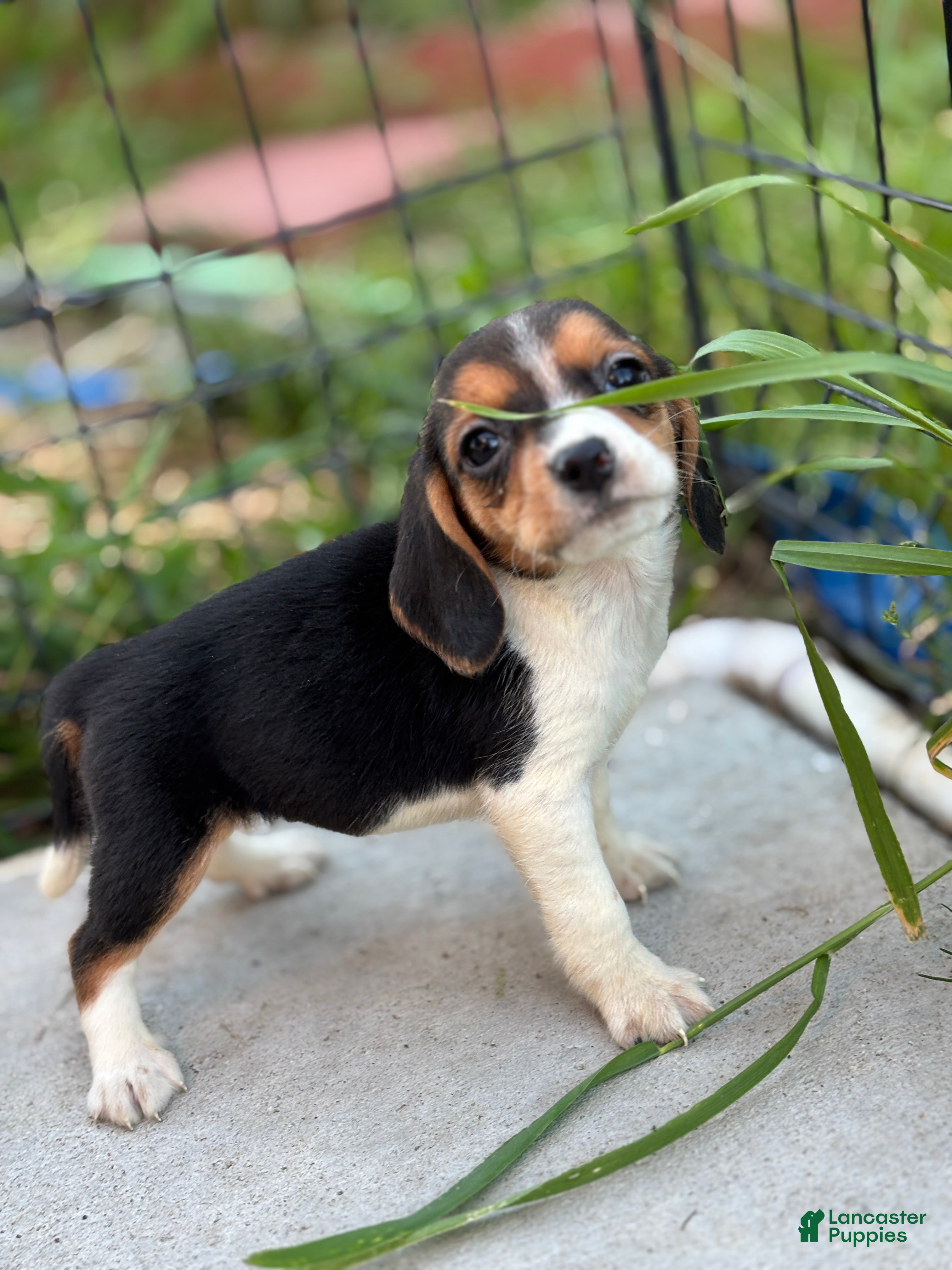 Beagle dogs Bailey - Ad 26