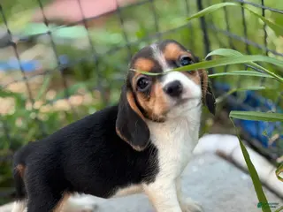 Beagle dogs Bailey - Ad 7